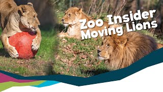 Behind The Scenes at the Zoo: See What Happens When We Move the Lions!