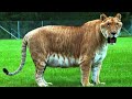 Ligers-educational, informative video