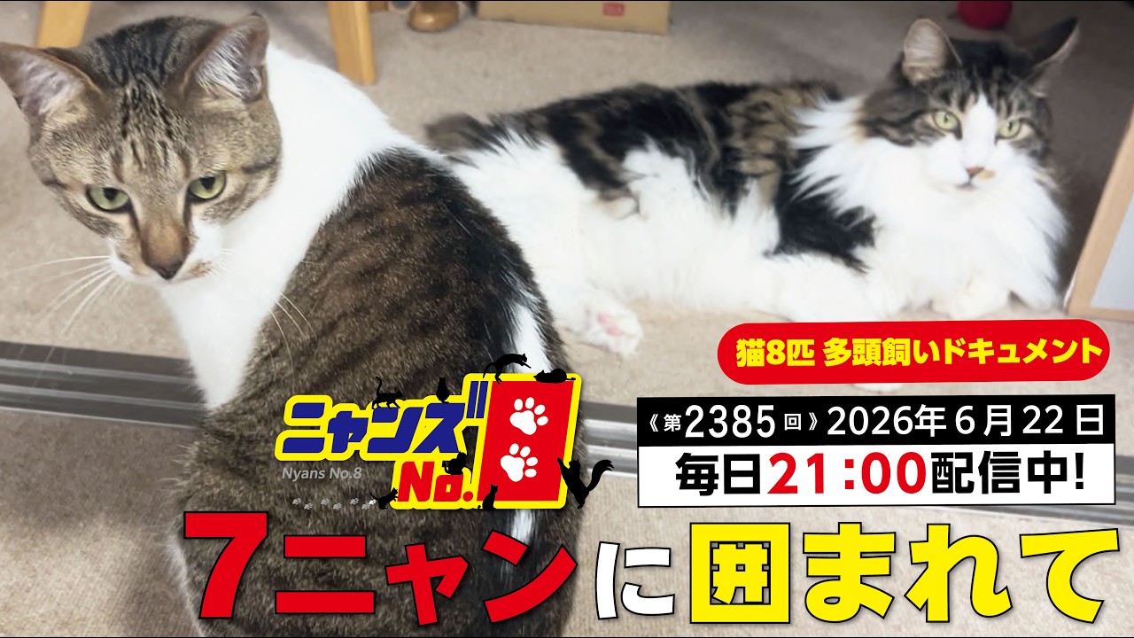 2385 Surrounded by 7 Cats - YouTube