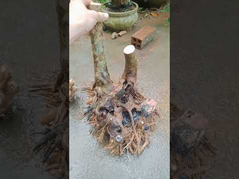 Video gl ae 2 lô bạch sơn liễu và bạch mai đồng giá 170k bao... - youtube