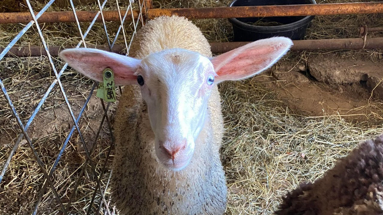 It's Woolamina Wednesday! Pop on in Wednesday, Feb. 4 at 1 EST for some fabulous old items!