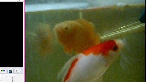 cá cảnh cá chép nhật bản cá tai tượng châu phi vàng đẹp nhất thế giới thiên đường cá cảnh