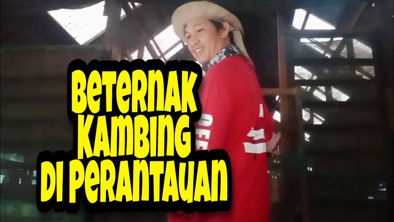 Beternak Kambing di Perantauan 