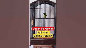 Cucak ijo full isian jinjing Petulak