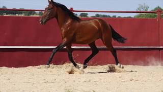 Libio, Lusitano, *2015, for sale / zu verkaufen / a la venta / à vendre