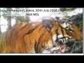 Tiger conservation and wildlife tech wildlife tiger uttarakhand