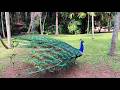 🦚Beautiful Tropical Scenery in 4K | Nature Relaxation #backgroundvideo #yogaambience #deepsleep
