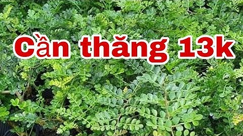 Bán giống cây cần thăng giá rẻ | Lh: 0979582872 ( zalo, fb ) Phương