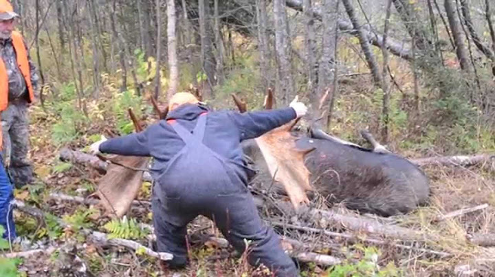 Monster Maine Bull Moose taken in Zone 1
