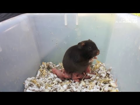 Wideo: Jak dbać o szczury dla dzieci