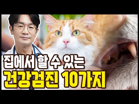 고양이 건강을 확인하는 10가지 루틴한 방법들