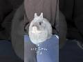 ブラッシング嫌すぎたうさぎの抵抗が可愛すぎた #shorts #うさぎ #rabbit