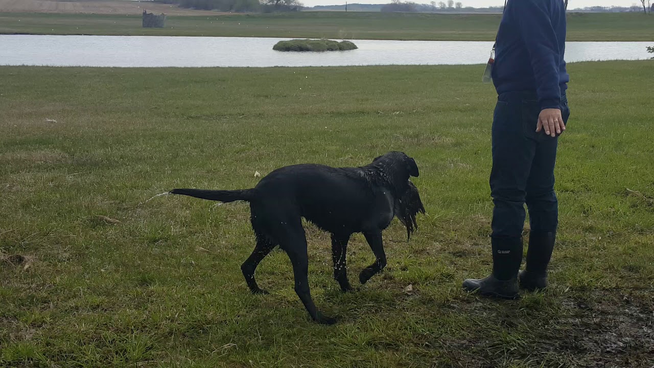 akc-master-hunt-test-water-series-youtube