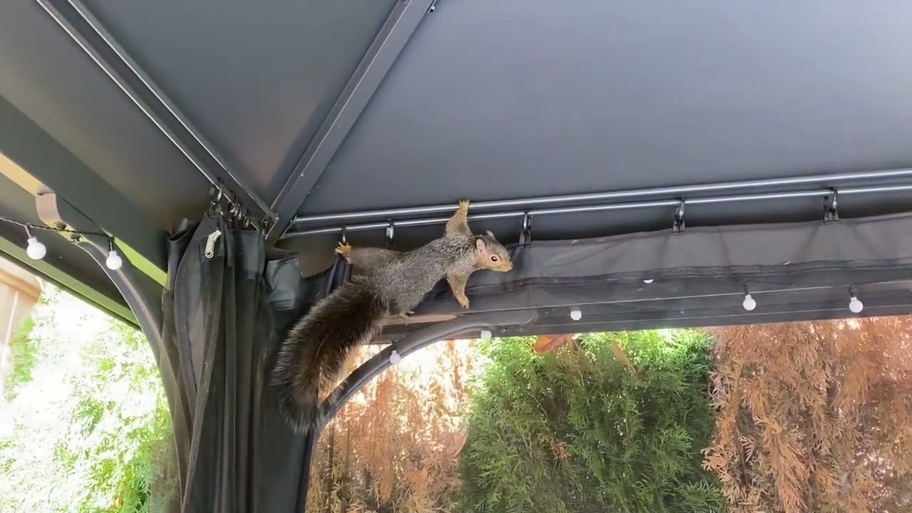 Rocket the Eurasier & The Invisible Squirrel