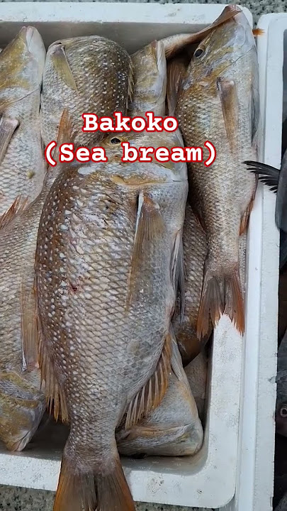 SEA BREAM (Bakoko) #shorts #fish #food #highlights #fyp #trending