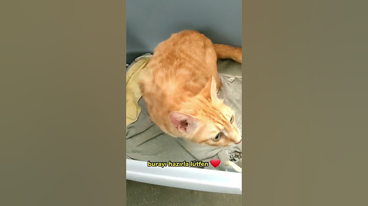 Беременная кошка просит хозяйку поддержать ее на родах🥰😍