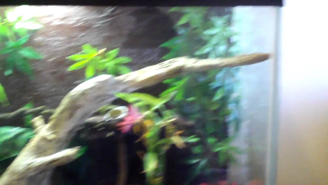 lizard skin grips new cage decor![HD]