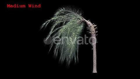 Tree v. 07 Side View Pack | Motion Graphics - Envato elements