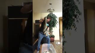 Famous Arboreal Hand Feeding Brisbane Coastal Carpet Python Wealth