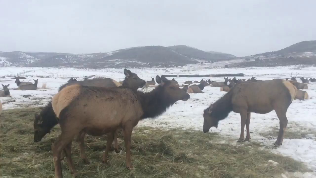 Elk Watching - Surrounded By Elk! (Hardware Ranch 2018) - YouTube