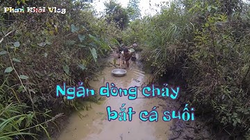 Cùng Kiên Dúi ngăn dòng suối để bắt cá | With Kien Dui blocking the stream to catch fish