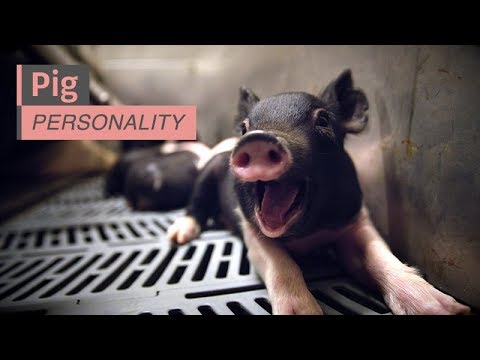 Video: Hvad er svinehoved adfærd?