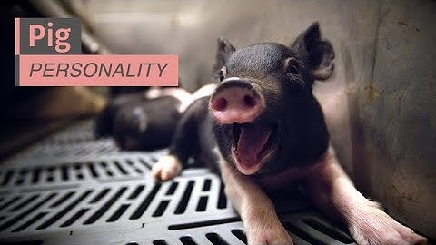 Pig Personality - A Closer Look at Farm Animals