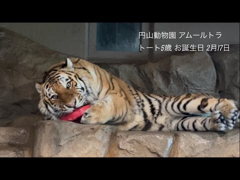 円山動物園アムールトラトート5歳誕生日 - YouTube