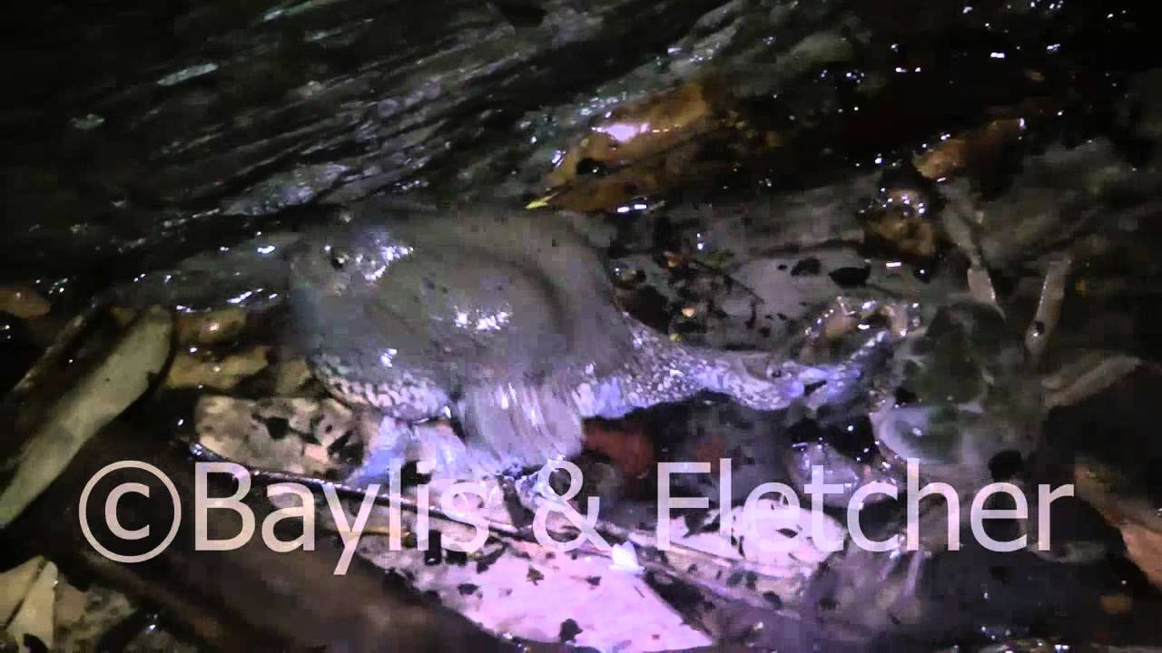 Truncate-snouted burrowing frog, Cambodia, 20110429_011948.mp4