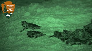 Outside Science (inside parks): Teens & Turtles at Gulf Island National Seashore