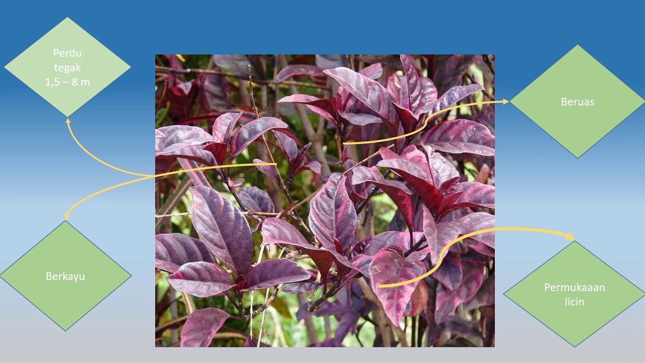 Bahan Obat yang Berasal dari Tanaman 