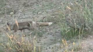 שועל בסכר בודה על נחל חצרים 12.4.2026 [] Fox near Beer Sheva, Israel