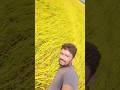 టన్నుల్లో బంగారం🌾🌾#farming #agriculture #tractor #rice #village #trending #reels #viralvideo #status