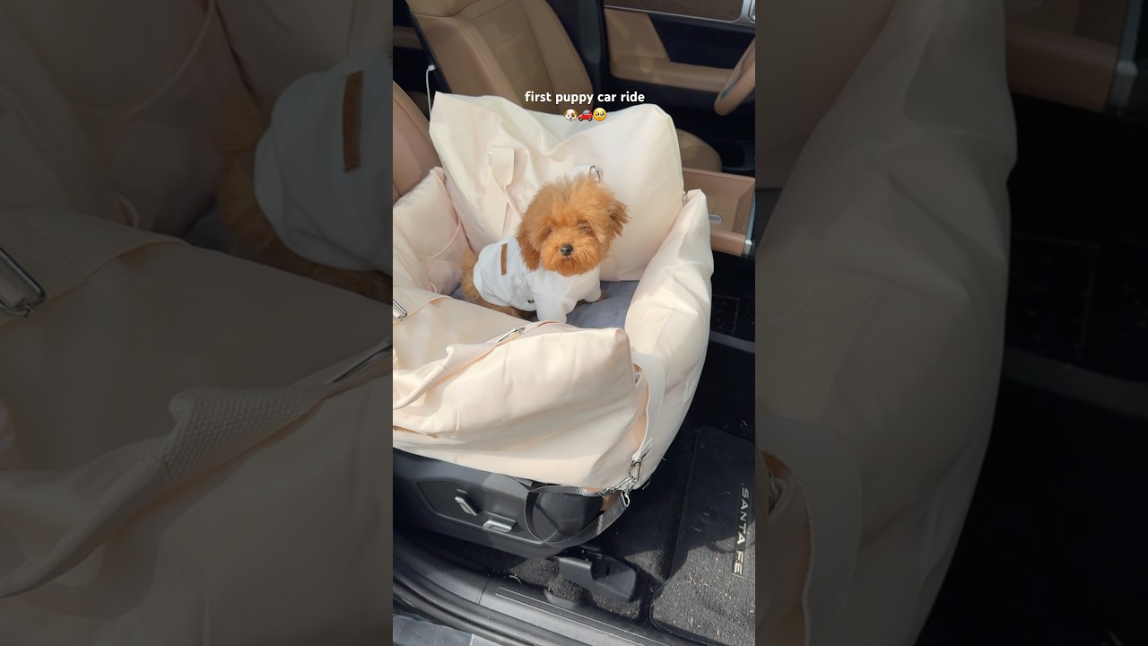 our first car ride 🥹🐶 