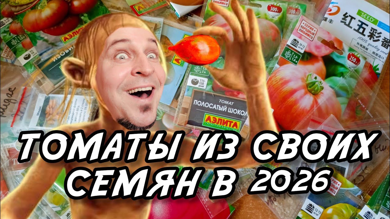 Вкусные, урожайные, красивые томаты выращу в 2026 из своих семян. 