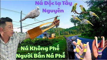 Cuối Tuần Cùng Tem Dùng Ná Cao Su Độc Lạ Đi Săn  Trưa Về Làm Món Lai Rai Trò Chuyện || SangSlingShot