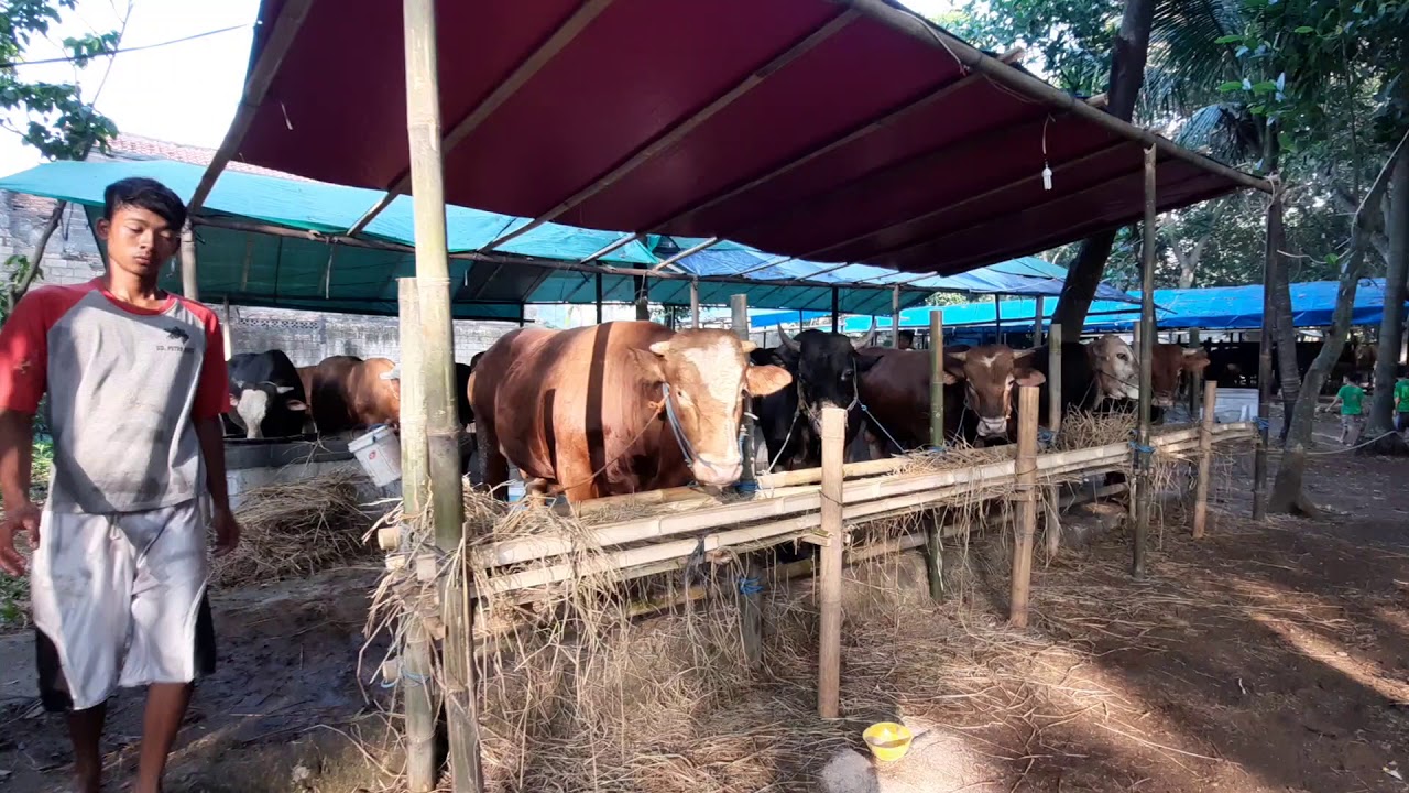 Sapi qurban 2020 - YouTube