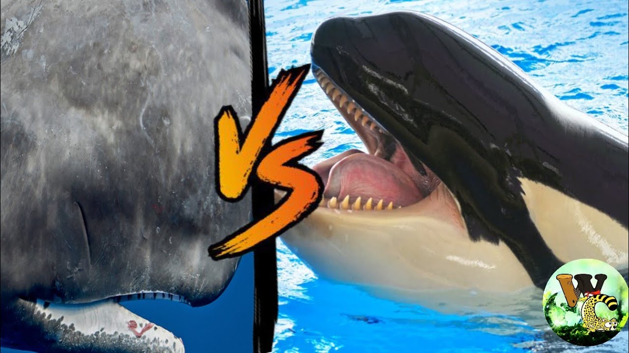 Killer whale vs Sperm whale | Who is the real king of oceans | Wild ...