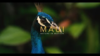 MAUI, HAWAII - NATURE IN MOTION (4K)