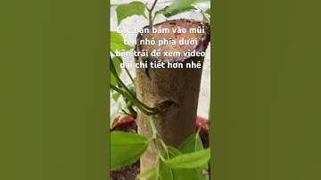 Giâm cành sung to ra rễ #caycanhtuandiep #bonsai #caytrongnha #caycanh #bonsaitihon #cuocsong