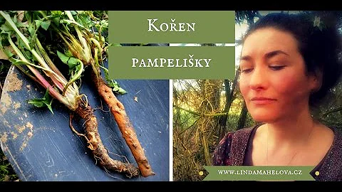 Co je kořen pampelišky?