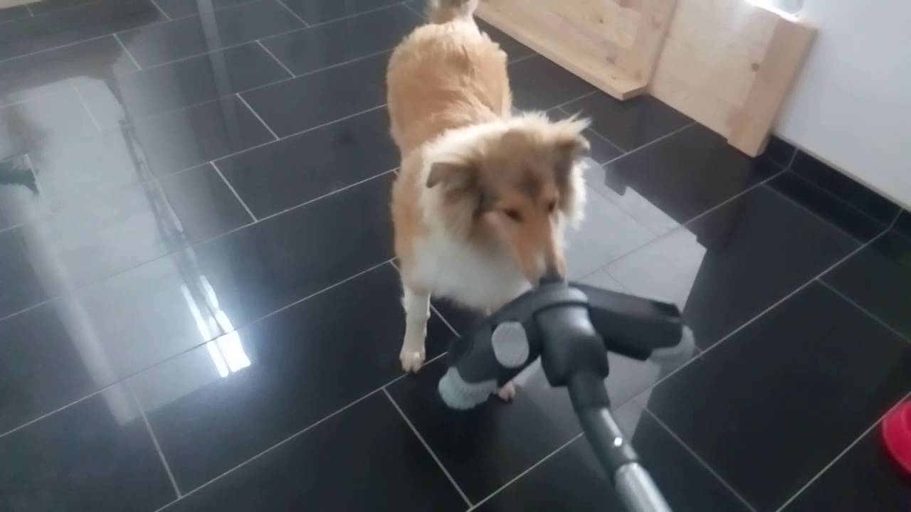 Collie rough hate vacuum cleaner 2 YouTube