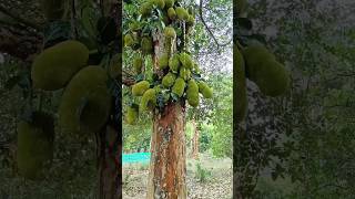 Money  farming reel #farming #ketibadi #shortvideo #viral #video