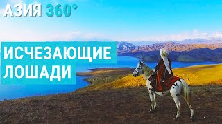 видео: Возрождение исчезающей породы лошадей в Кыргызстане| АЗИЯ 360° картинка: Возрождение исчезающей породы лошадей в Кыргызстане| АЗИЯ 360°