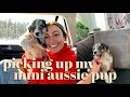 PICKING UP MY 8 WEEK-OLD PUPPY!! | Miniature Australian Shepherd | VLOG