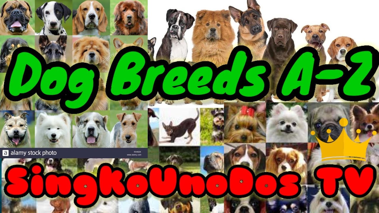 Dog Breeds A-Z Ibat ibang lahi ng aso A-Z @SingkoUnoDos TV - YouTube