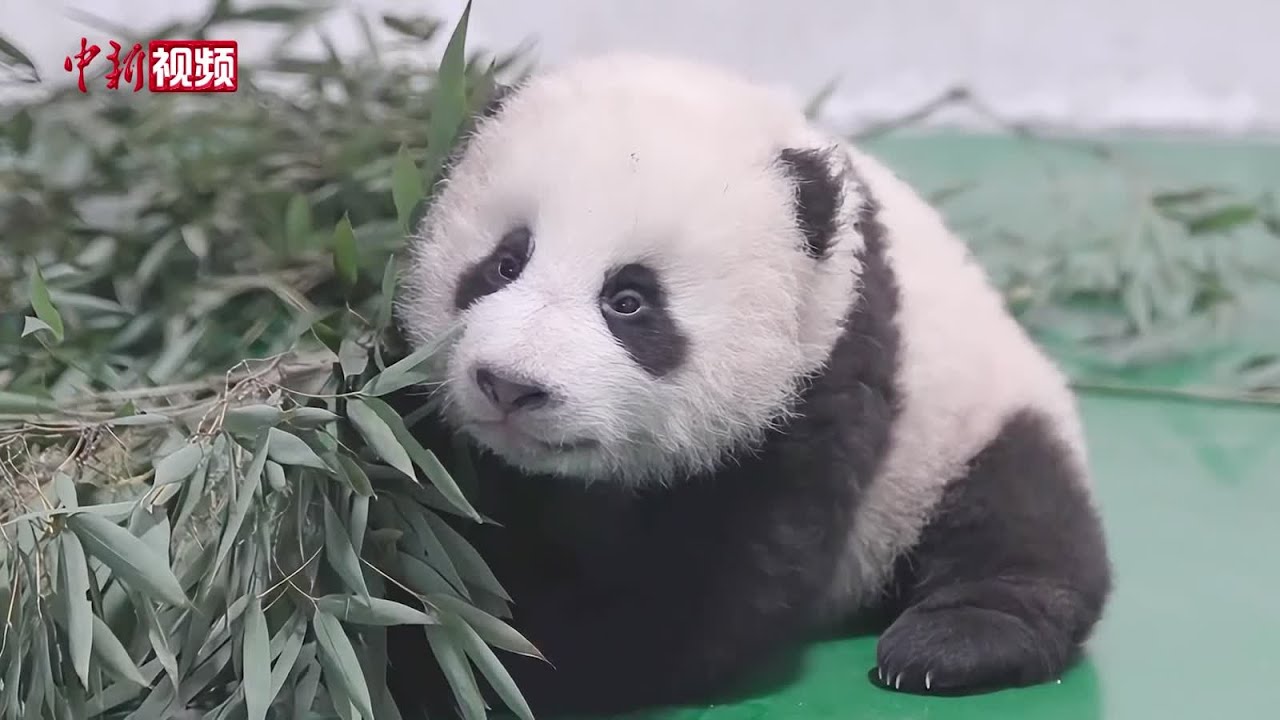 Manlanzai, the first captive-bred giant panda cub in Gansu