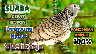 Perkutut Lokal Gacor Suara KLUNG Kecil CEPAT Respon Pancingan Perkutut Macet Langsung Nyaut 