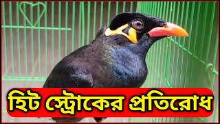 হিট স্ট্রোকের প্রতিরোধ সম্পর্কে জেনে নিন ||
