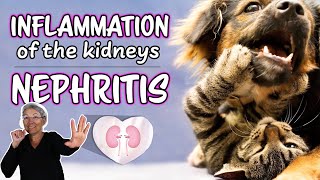 Inflammation of the Kidneys in Dogs & Cats | Nephritis by Dr. Judy Morgan’s Naturally Healthy Pets 1,302 views 1 month ago 15 minutes